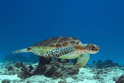 Zanzibar Scuba Diving Holiday. Turtle.
